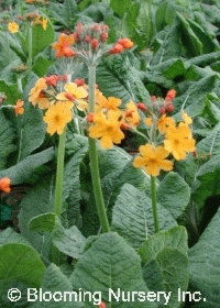 Primula bulleyana